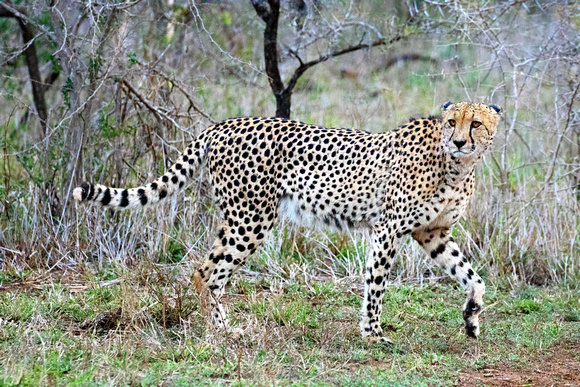 Prowling
