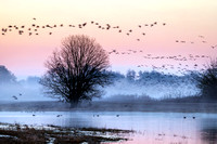Pink Dawn