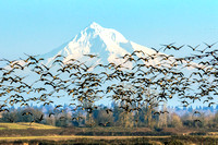 Mt. Hood & Geese Flock