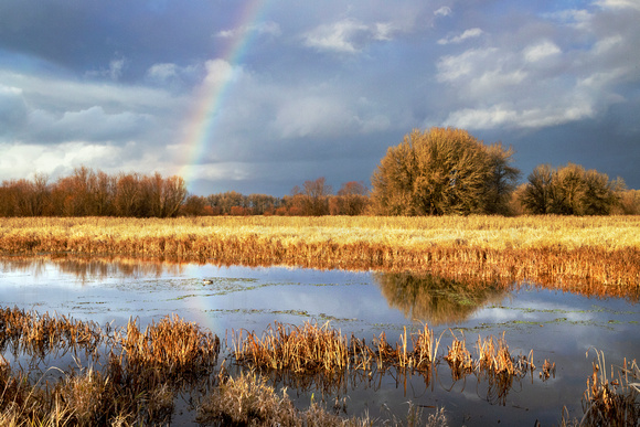 Wetland Rainbow