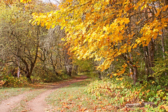 Sauvie Island Autumn Path