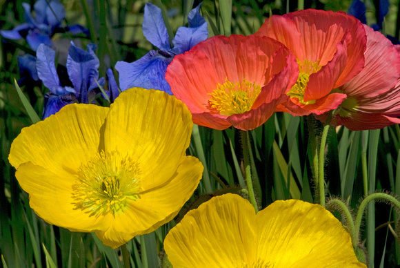 Asian Poppies, Iris
