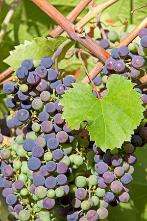 Ripening Pinot Noir Grapes
