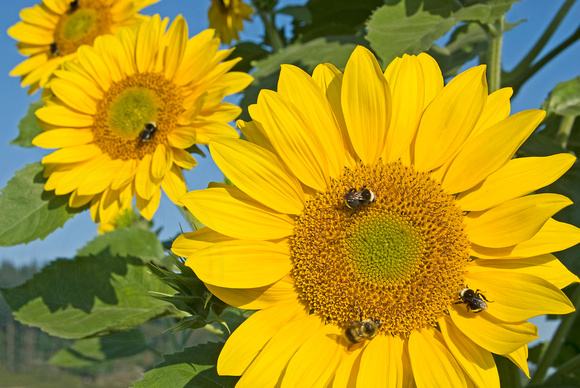 Bee Heaven on Sunflowers
