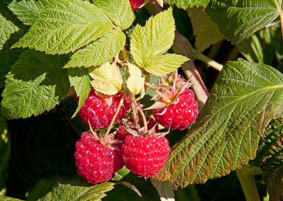 Late Sauvie Island Raspberries