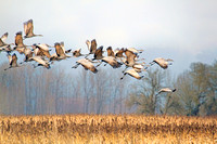 Northwest Sandhill Crane Landscape