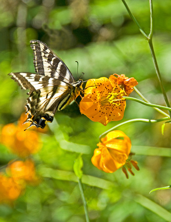 Swallowtail Butterfly, Tiger Lily