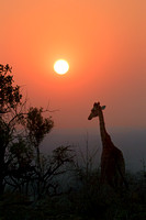 African Sunset