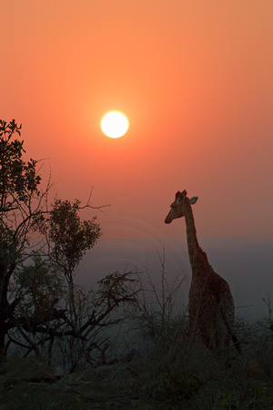 African Sunset
