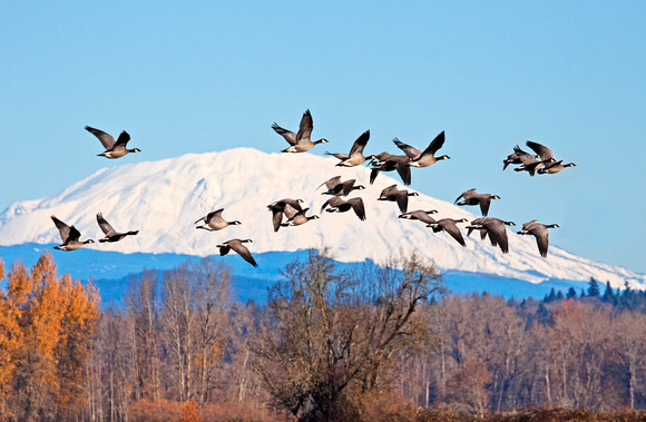 St. Helens Geese