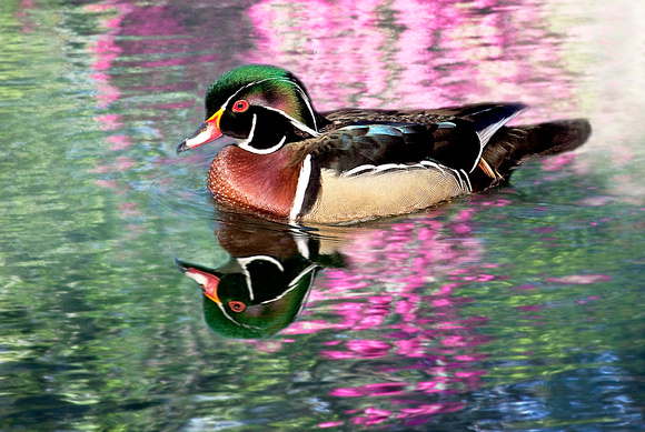 Wood Duck Reflections