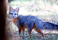 Arizona Gray Fox