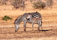 Zebra Mother and Baby
