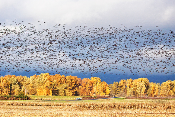 Fall Migration