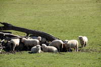 Sheep, Suavie Island, Oregon