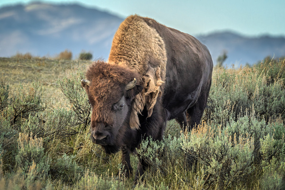 Plains Stomper