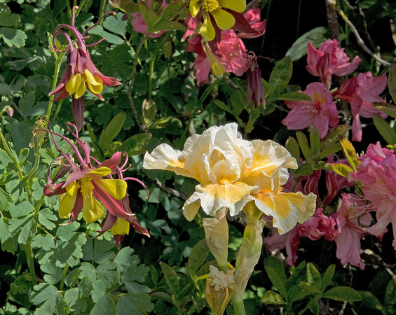 Iris, Rhododendron, and Columbines