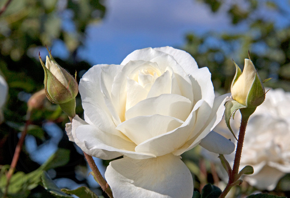 White Rose and Buds