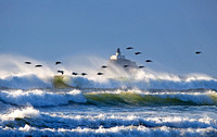Ecola Lighthouse, Pelicans, and Crashing Waves