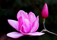 Magnificent Magnolia