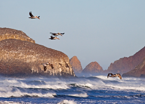Pelicans at Ecola State Park