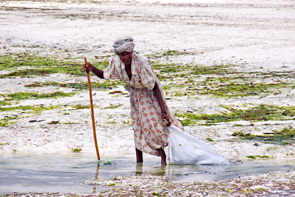 Old Woman Collecting Seaweed