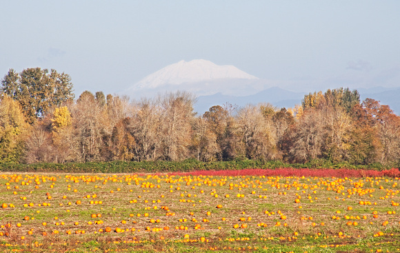 Mt. Adams & Pumpkin Field