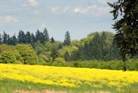 Oregon Wild Mustard Field