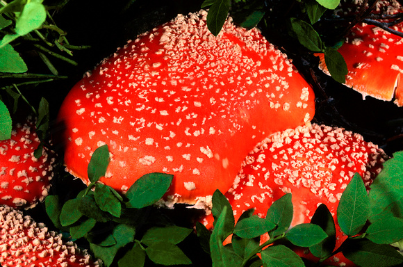 Colorado Sacred Mushroom