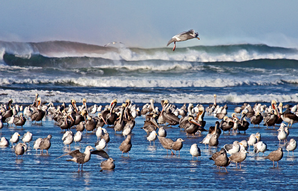 Waves, Gulls, Pelicans, oh my