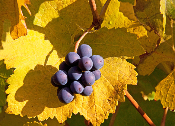 Late Season Pinot Noir Grapes