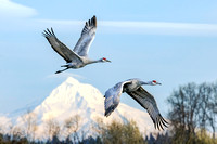 Hooded Pair