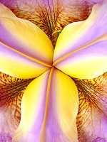 Iridescent Iris
