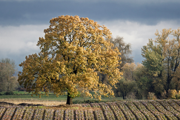 Autumn Oak