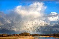 Wetland Alive